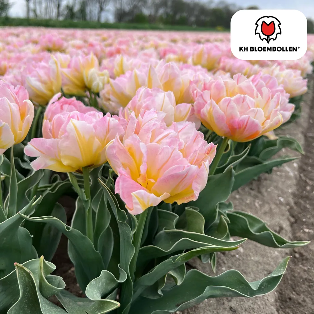Tulpe 'Password' (Tulipa) – Blumenzwiebeln, 20 Zwiebeln