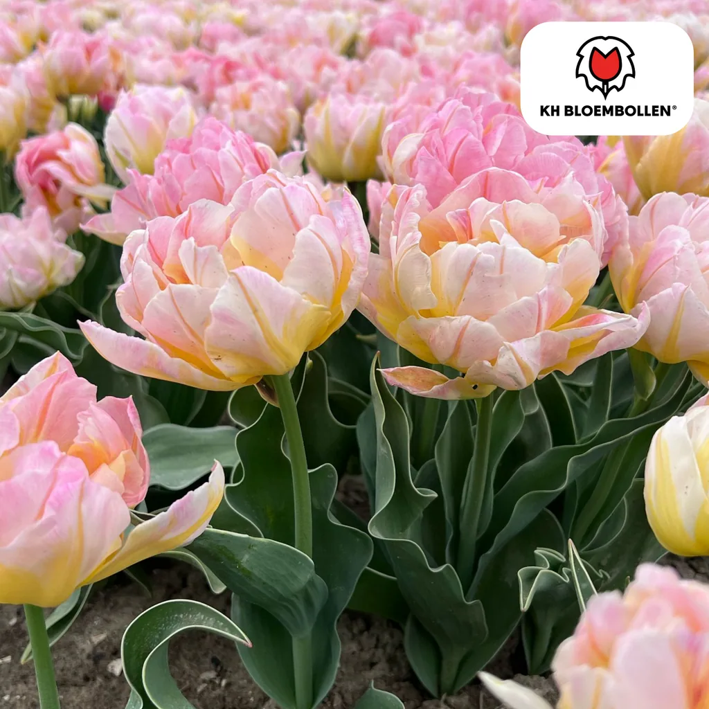 Tulpe 'Password' (Tulipa) – Blumenzwiebeln, 20 Zwiebeln