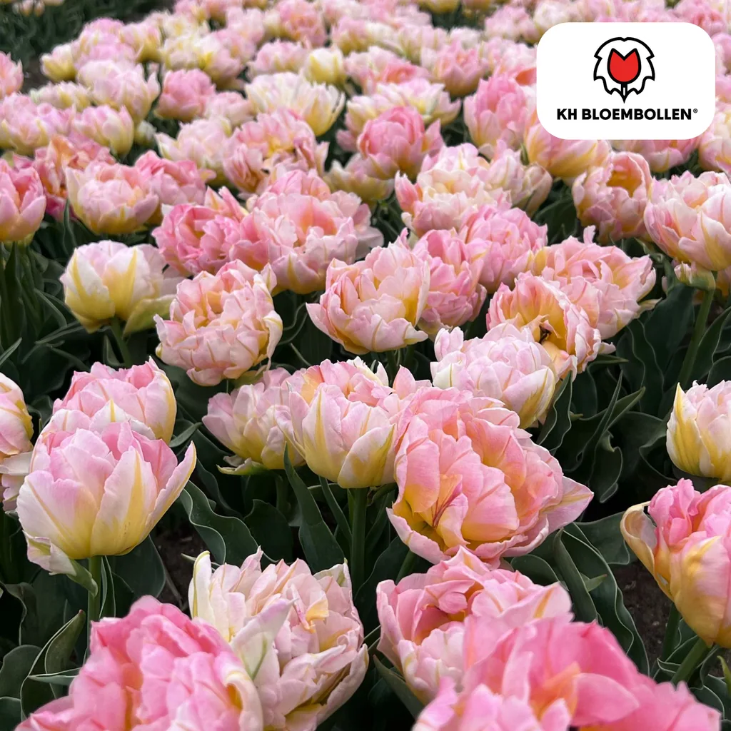 Tulpe 'Password' (Tulipa) – Blumenzwiebeln, 20 Zwiebeln