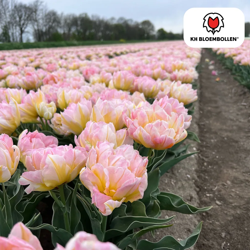 Tulpe 'Password' (Tulipa) – Blumenzwiebeln, 20 Zwiebeln