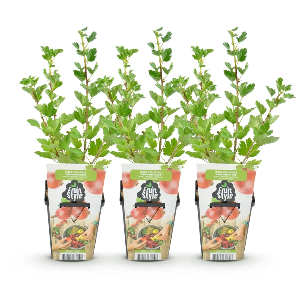 Johannisbeere 'Hinnonmaki Rod' 3er-Set (Ribes) – winterharter Beerenstrauch, Topf-Ø 9 cm