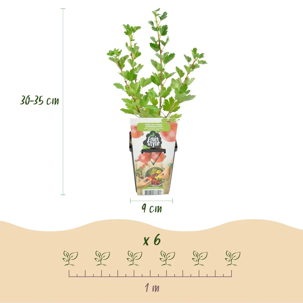 Johannisbeere 'Hinnonmaki Rod' 3er-Set (Ribes) – winterharter Beerenstrauch, Topf-Ø 9 cm