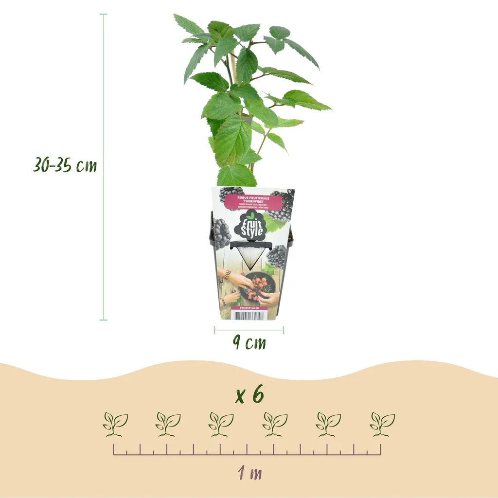 Himbeere 'Thornfree' 3er-Set (Rubus) – winterharte Beerenobst-Pflanze, Topf-Ø 9 cm