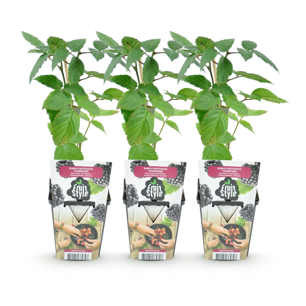 Himbeere 'Thornfree' 3er-Set (Rubus) – winterharte Beerenobst-Pflanze, Topf-Ø 9 cm