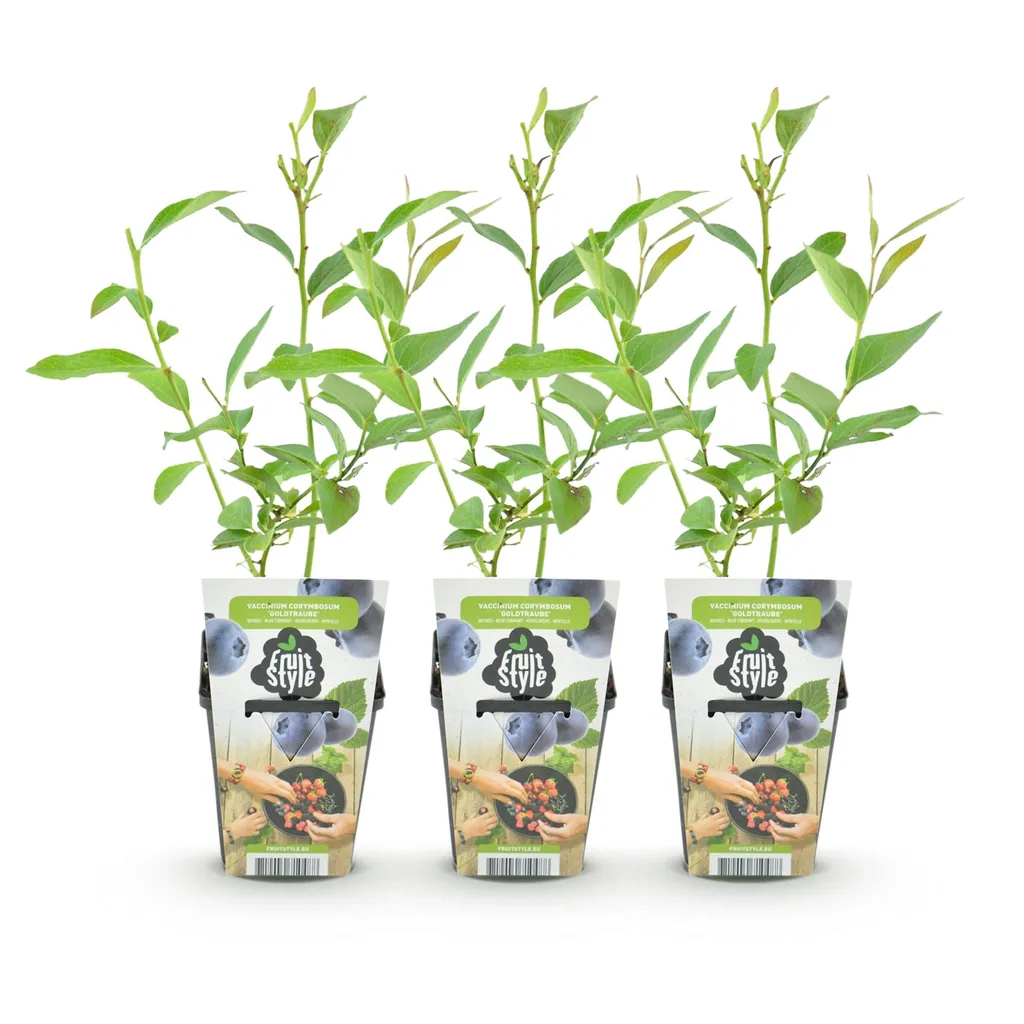 Heidelbeere 'Goldtraube' 3er-Set (Vaccinium) – winterharte Beerenobst-Pflanze, Topf-Ø 9 cm