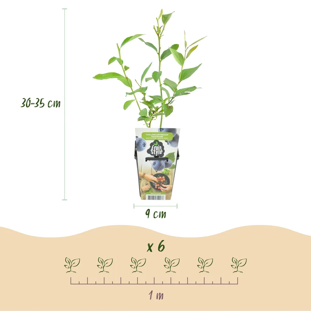 Heidelbeere 'Goldtraube' 3er-Set (Vaccinium) – winterharte Beerenobst-Pflanze, Topf-Ø 9 cm