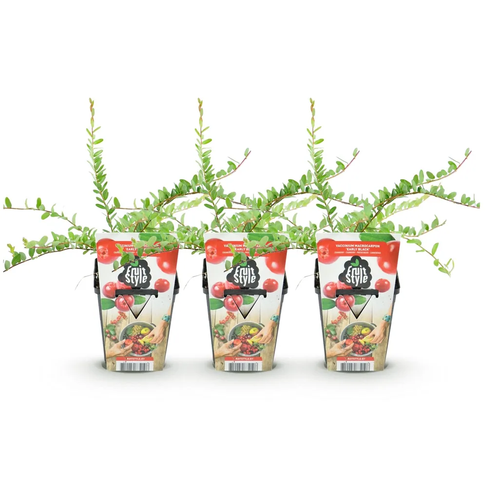 Heidelbeere 'Early Black' 3er-Set (Vaccinium) – winterharte Beerenobst-Pflanze, Topf-Ø 9 cm