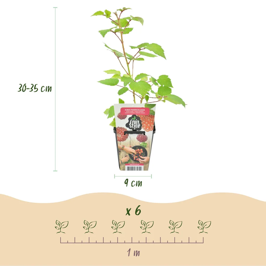 Japanische Weinbeere 6er-Set (Rubus phoenicolasius) – winterharte Beerenobst-Pflanze, Topf-Ø 9 cm