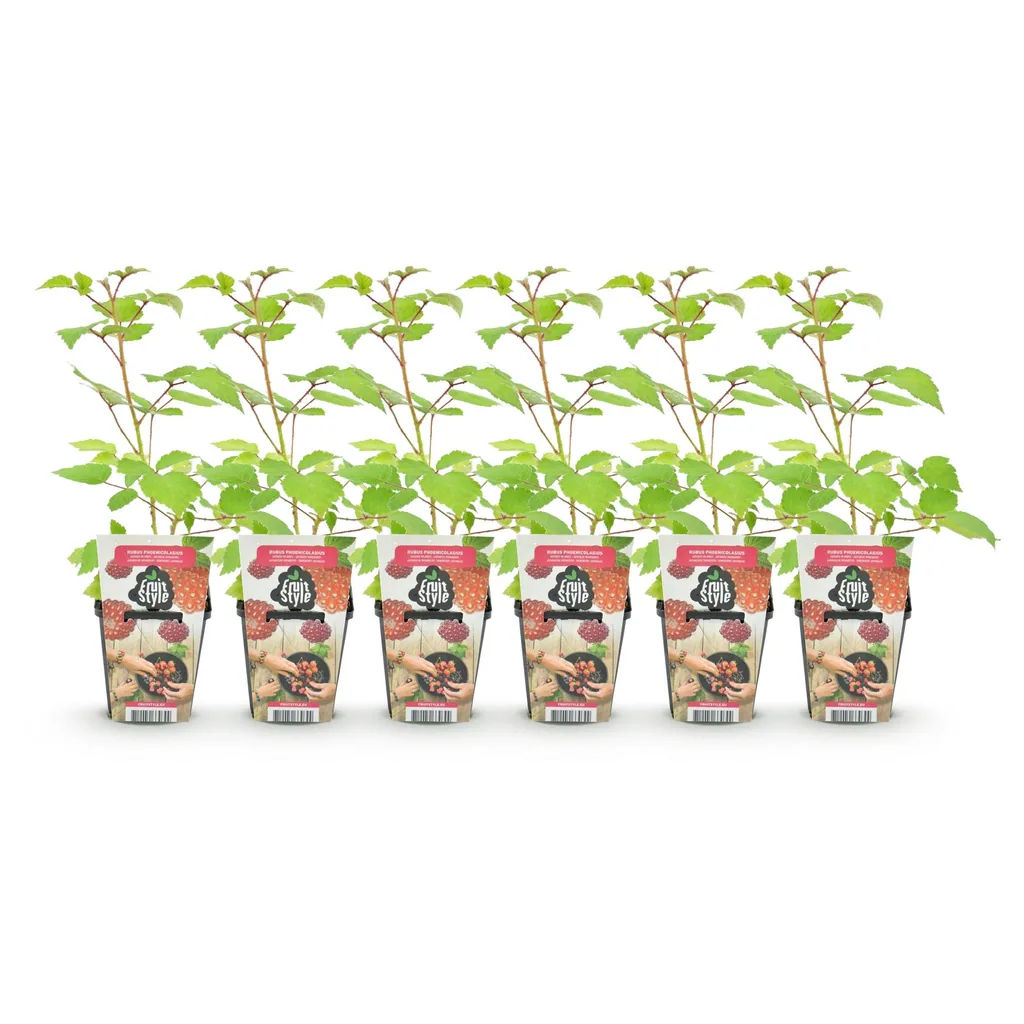 Japanische Weinbeere 6er-Set (Rubus phoenicolasius) – winterharte Beerenobst-Pflanze, Topf-Ø 9 cm
