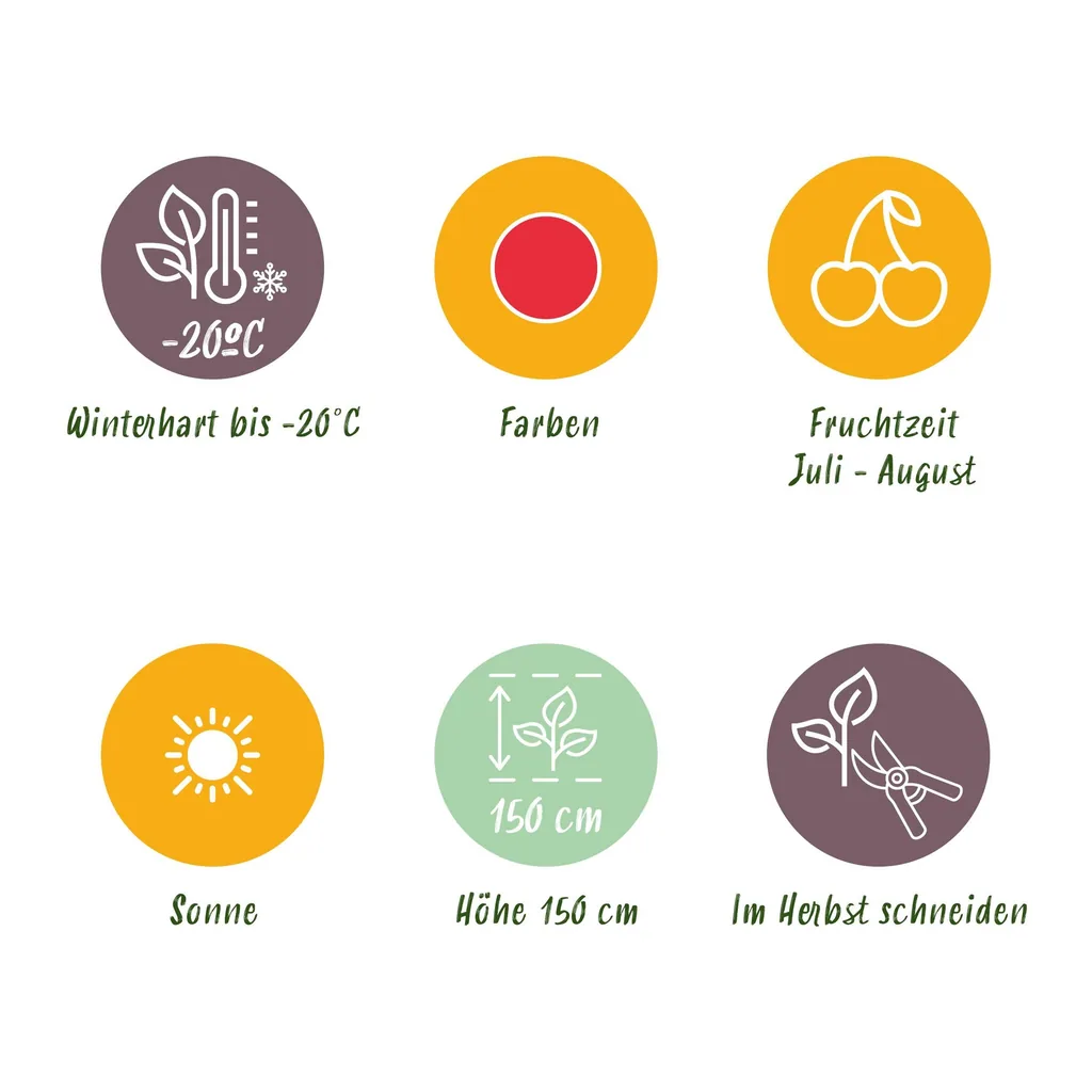 Japanische Weinbeere 6er-Set (Rubus phoenicolasius) – winterharte Beerenobst-Pflanze, Topf-Ø 9 cm