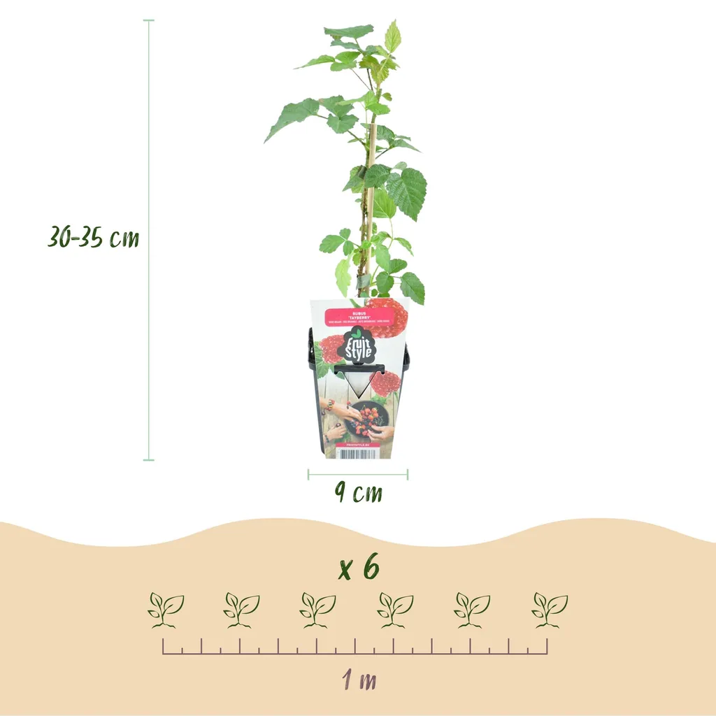 Himbeere 'Tayberry' 6er-Set (Rubus) – winterharte Beerenobst-Pflanze, Topf-Ø 9 cm