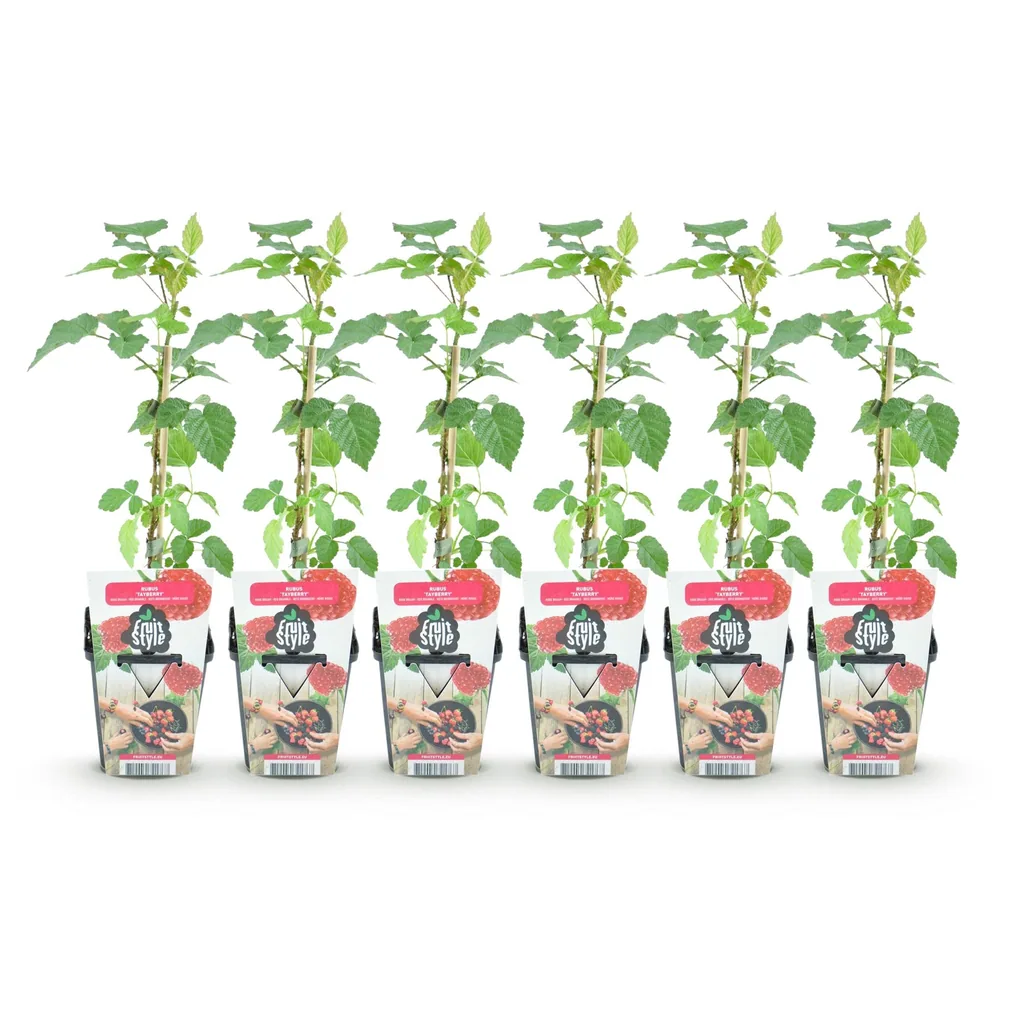 Himbeere 'Tayberry' 6er-Set (Rubus) – winterharte Beerenobst-Pflanze, Topf-Ø 9 cm