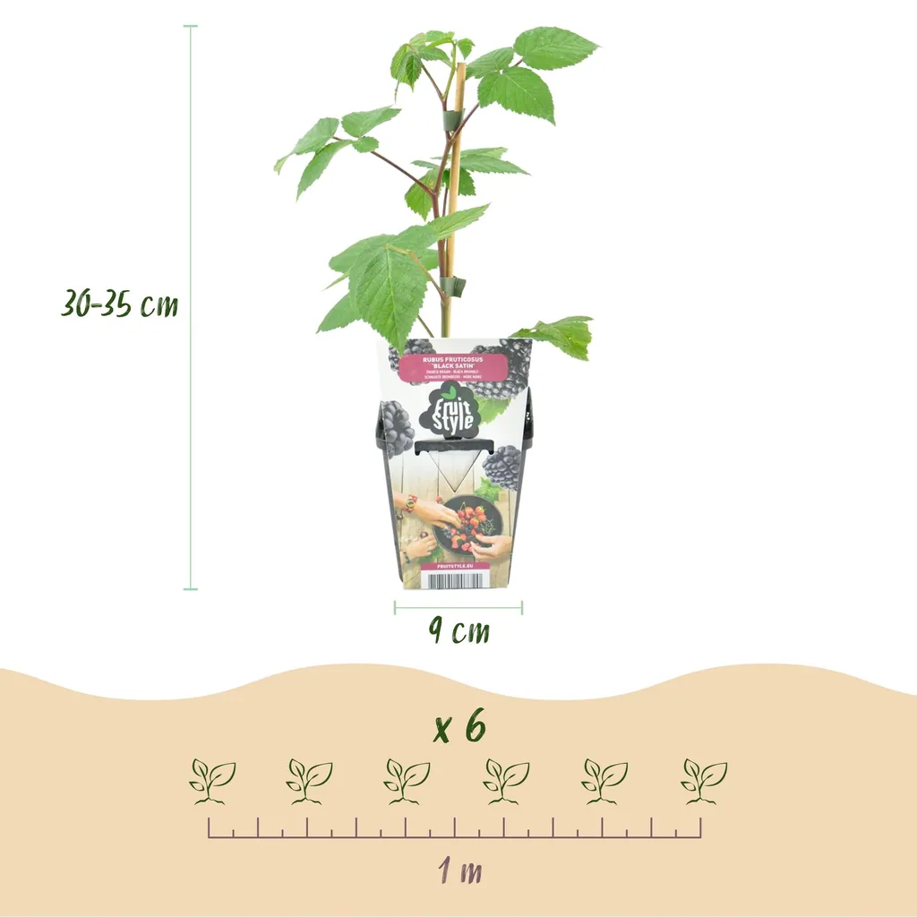 Himbeere 'Black Satin' 6er-Set (Rubus) – winterharte Beerenobst-Pflanze, Topf-Ø 9 cm