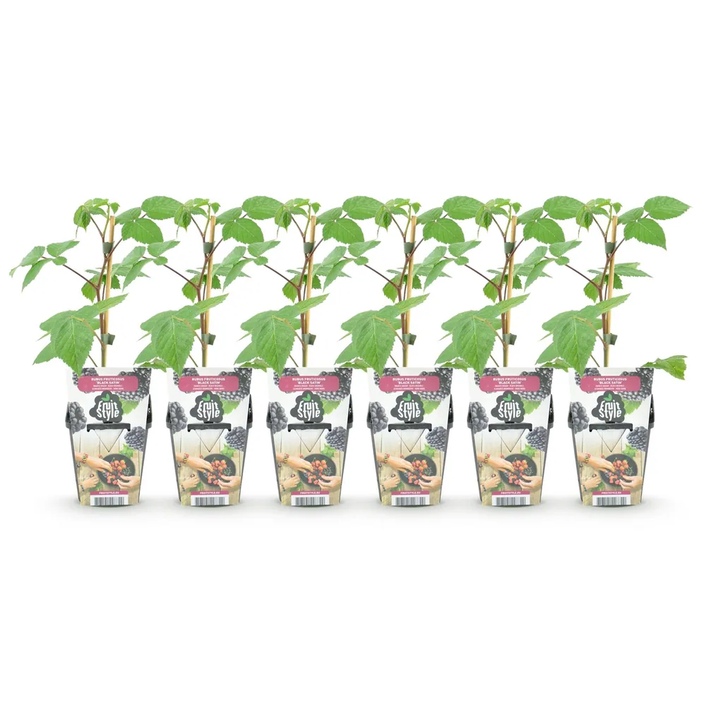 Himbeere 'Black Satin' 6er-Set (Rubus) – winterharte Beerenobst-Pflanze, Topf-Ø 9 cm