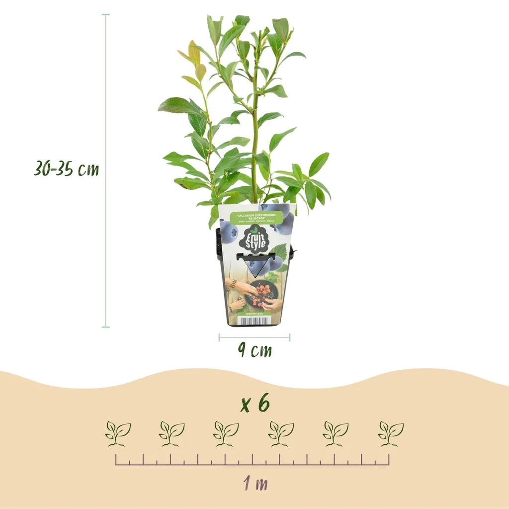 Heidelbeere 'Bluegold' 6er-Set (Vaccinium corymbosum) – winterharte Beerenobst-Pflanze, Topf-Ø 9 cm