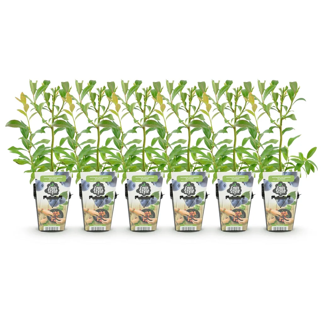 Heidelbeere 'Bluegold' 6er-Set (Vaccinium corymbosum) – winterharte Beerenobst-Pflanze, Topf-Ø 9 cm