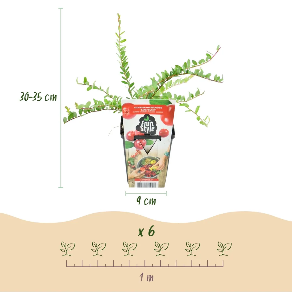 Heidelbeere 'Early Black' 6er-Set (Vaccinium) – winterharte Beerenobst-Pflanze, Topf-Ø 9 cm