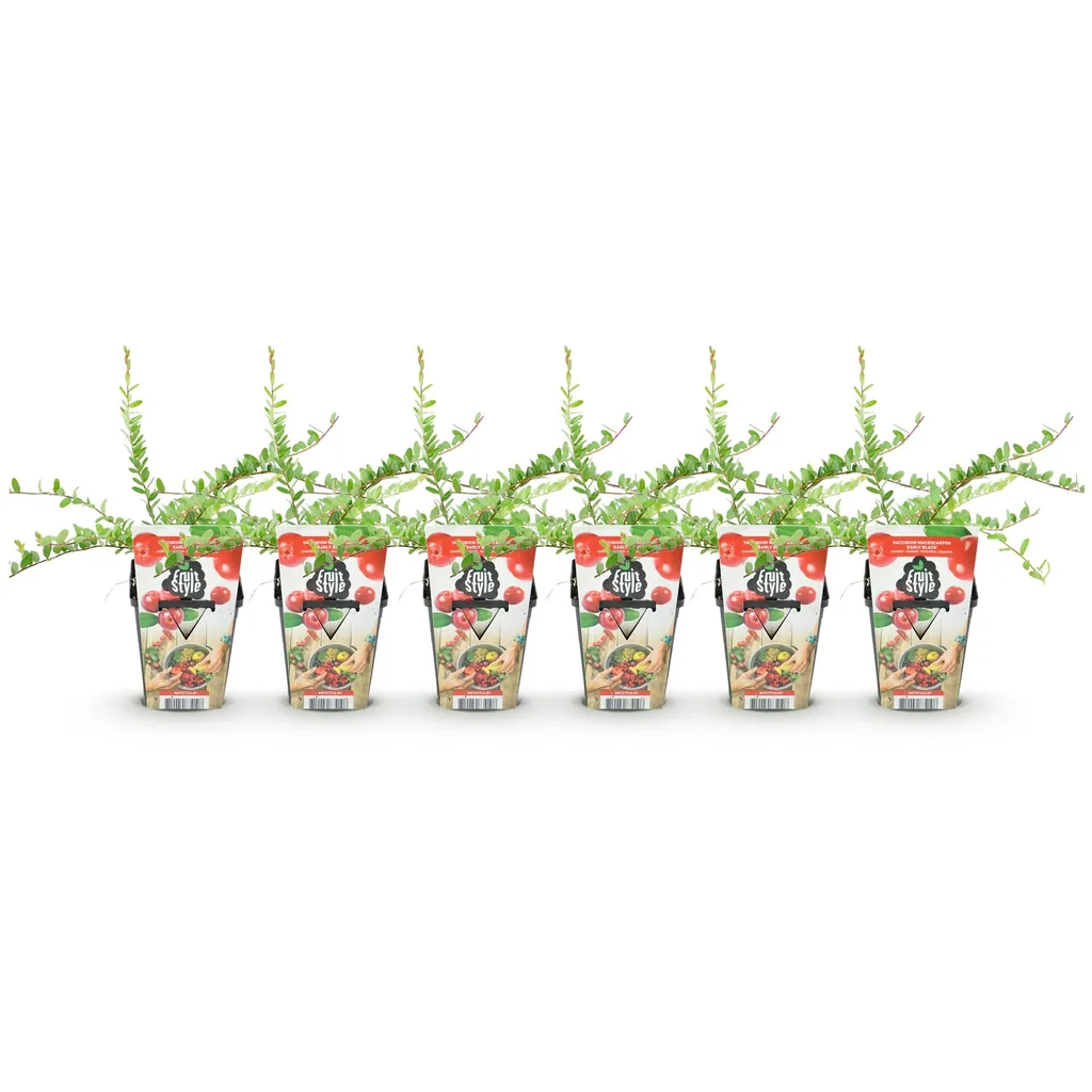 Heidelbeere 'Early Black' 6er-Set (Vaccinium) – winterharte Beerenobst-Pflanze, Topf-Ø 9 cm