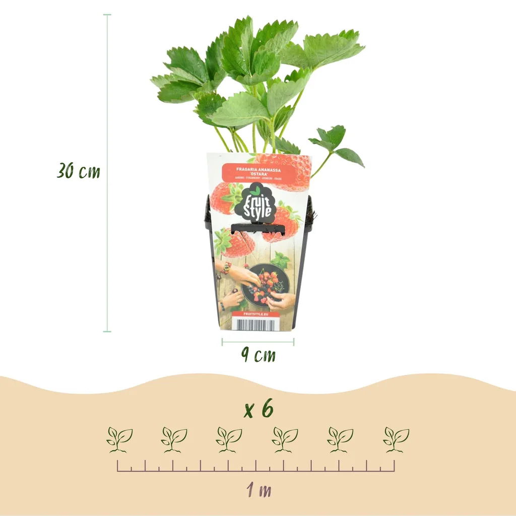 Erdbeere 'Elvira' 6er-Set (Fragaria) – winterharte Beerenobst-Pflanze, Topf-Ø 9 cm