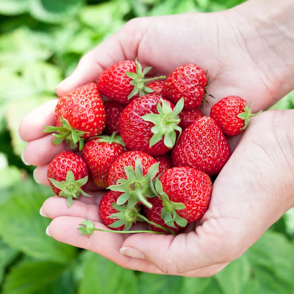 Erdbeere 'Elvira' 6er-Set (Fragaria) – winterharte Beerenobst-Pflanze, Topf-Ø 9 cm