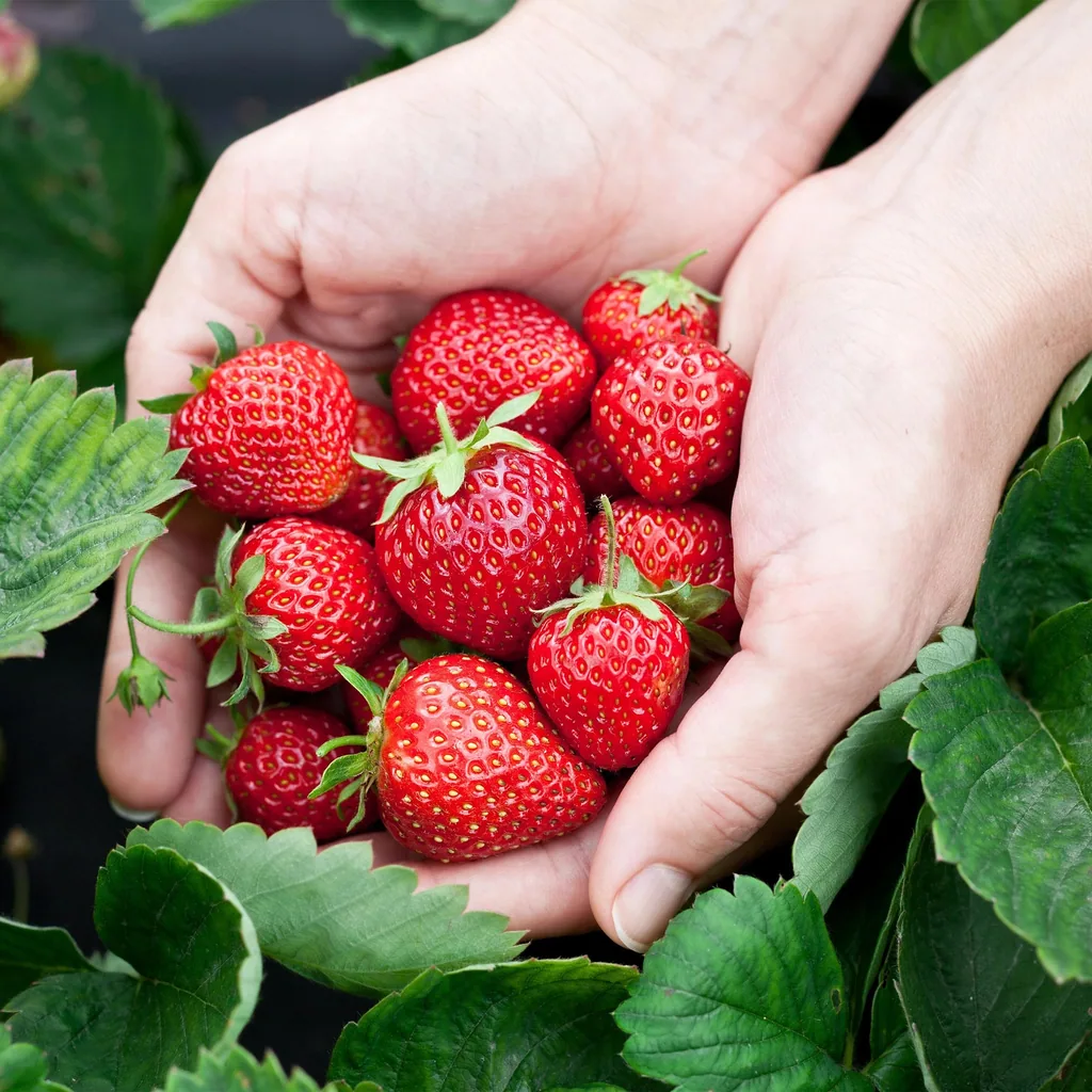 Erdbeere 'Elsanta' 6er-Set (Fragaria) – winterharte Beerenobst-Pflanze, Topf-Ø 9 cm