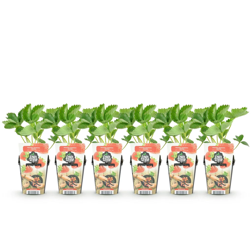 Erdbeere 'Elsanta' 6er-Set (Fragaria) – winterharte Beerenobst-Pflanze, Topf-Ø 9 cm