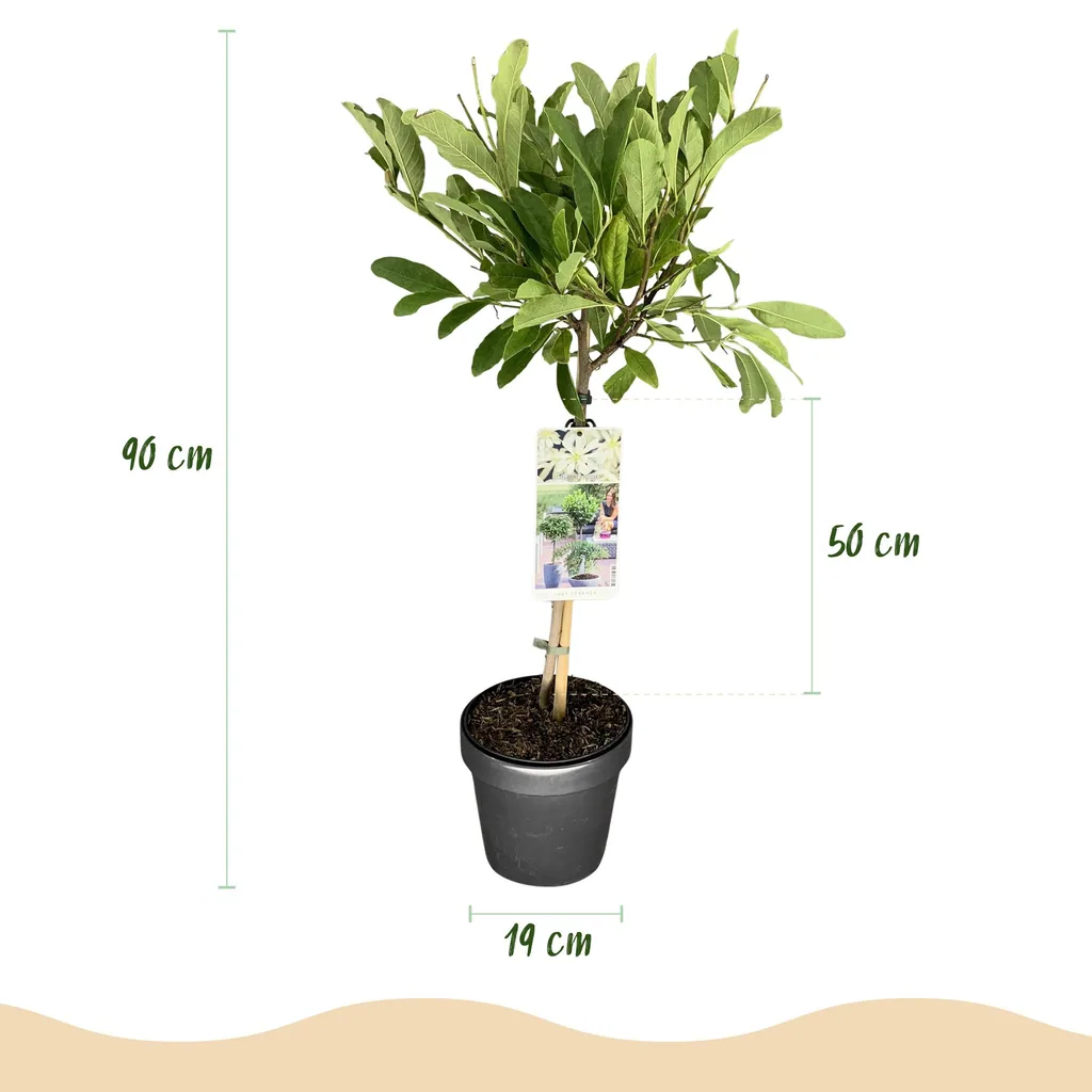 Sternmagnolie (Magnolia stellata) – winterharter Zierstrauch, Topf-Ø 19 cm, Höhe ca. 90 cm