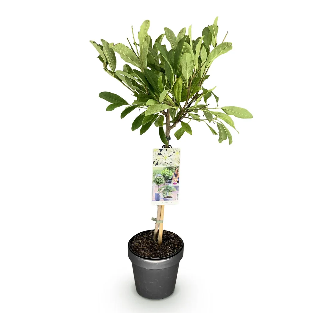 Sternmagnolie (Magnolia stellata) – winterharter Zierstrauch, Topf-Ø 19 cm, Höhe ca. 90 cm