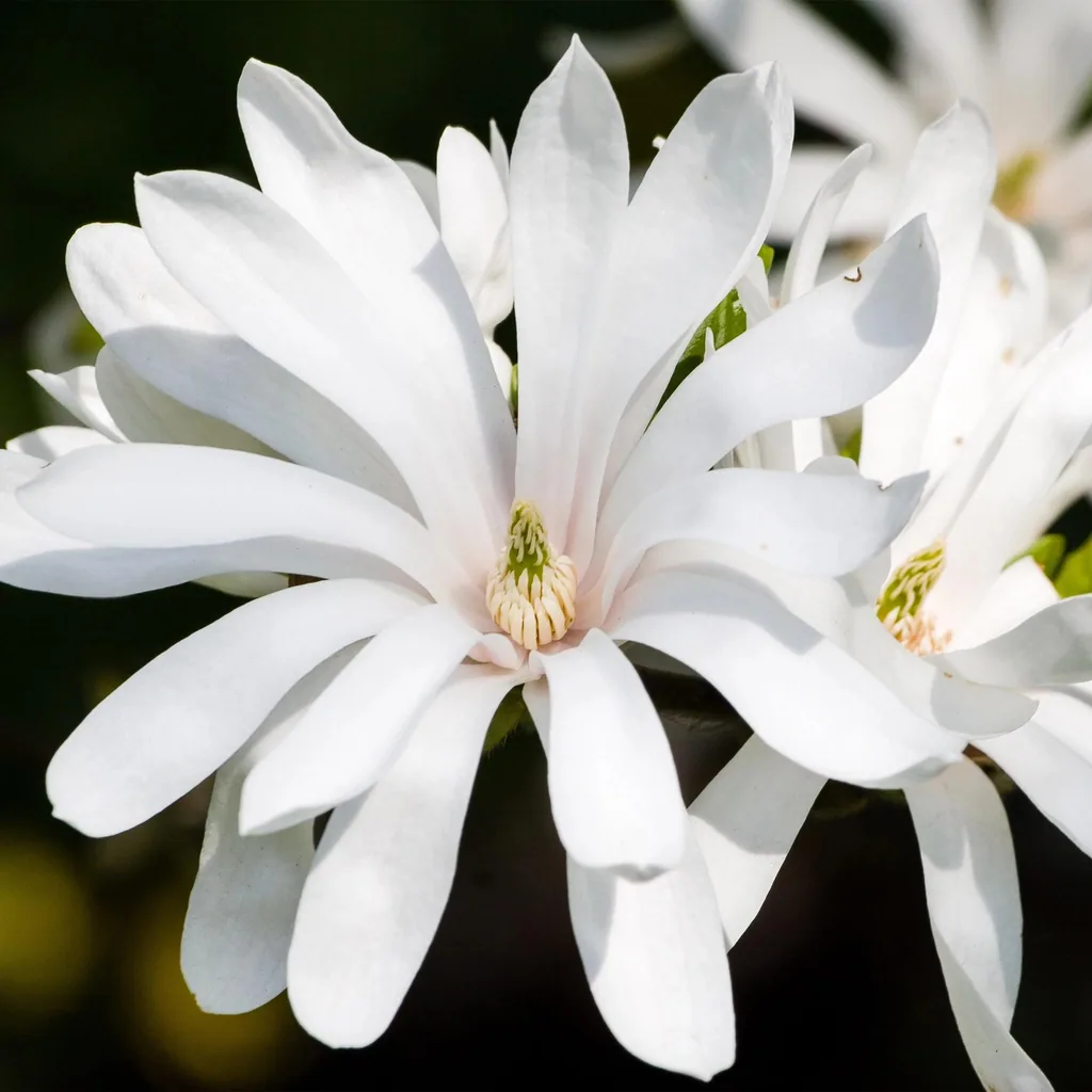 Sternmagnolie (Magnolia stellata) – winterharter Zierstrauch, Topf-Ø 19 cm, Höhe ca. 90 cm