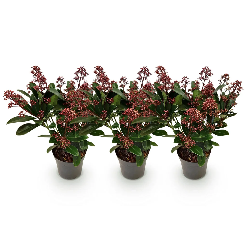 Blütenskimmie (Skimmia japonica) – winterharter Blütenstrauch, Höhe ca. 10,5 cm