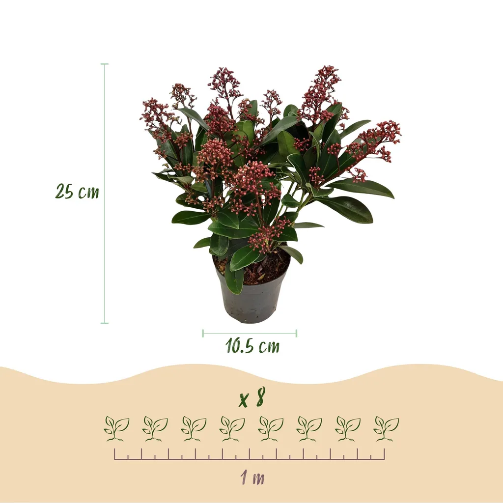 Blütenskimmie (Skimmia japonica) – winterharter Blütenstrauch, Höhe ca. 10,5 cm