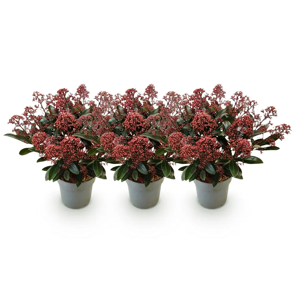 Blütenskimmie (Skimmia japonica) – winterharter Blütenstrauch, Höhe ca. 15 cm
