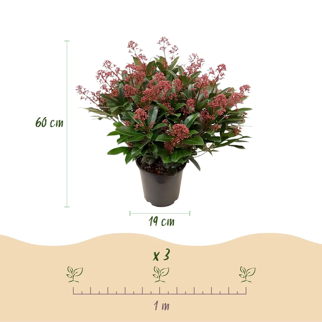 Blütenskimmie (Skimmia japonica) – winterharter Blütenstrauch, Höhe ca. 19 cm