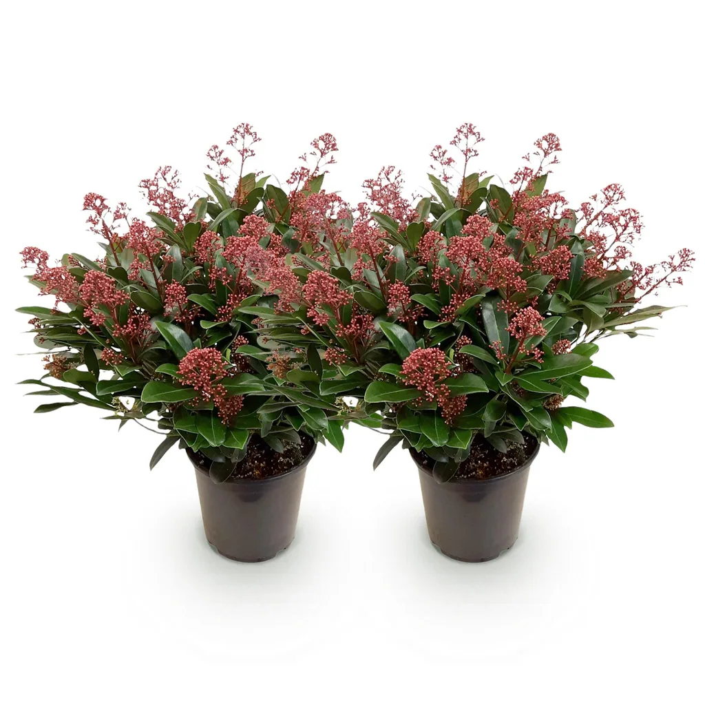 Blütenskimmie (Skimmia japonica) – winterharter Blütenstrauch, Höhe ca. 19 cm