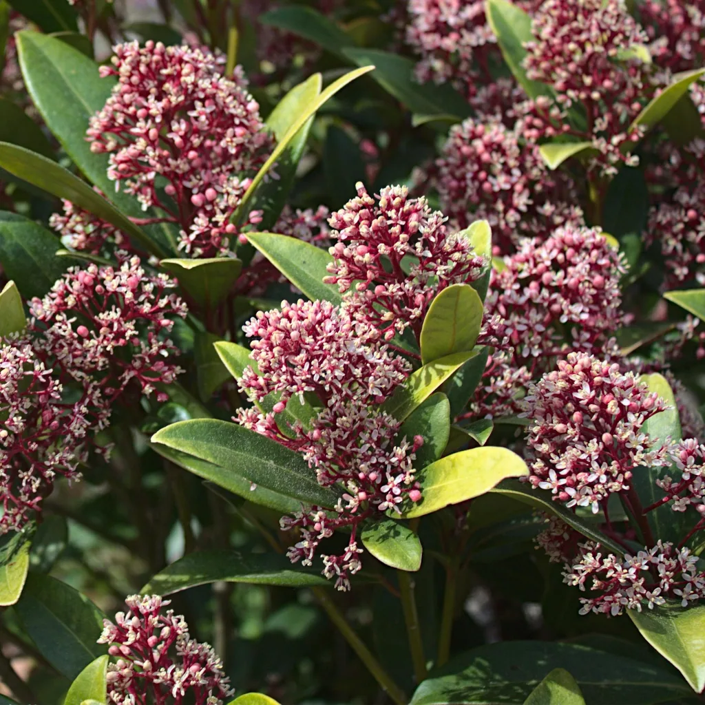 Blütenskimmie (Skimmia japonica) – winterharter Blütenstrauch, Höhe ca. 19 cm