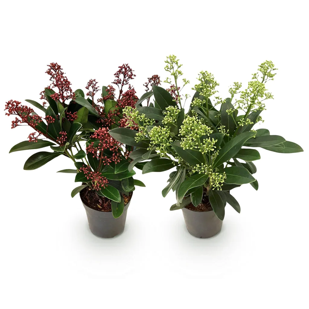 Skimmie (Skimmia japonica) – winterharter Zierstrauch, Höhe ca. 10,5 cm