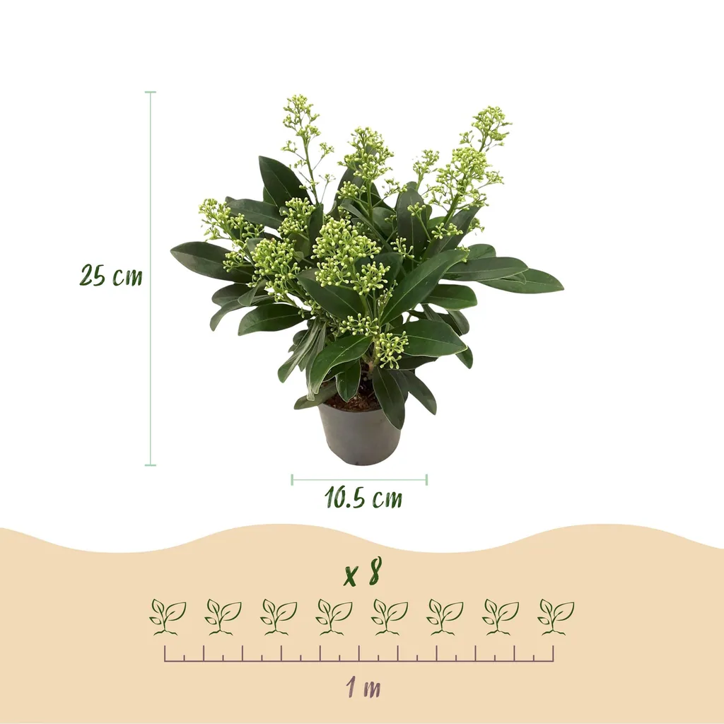 Skimmie (Skimmia japonica) – winterharter Zierstrauch, Höhe ca. 10,5 cm