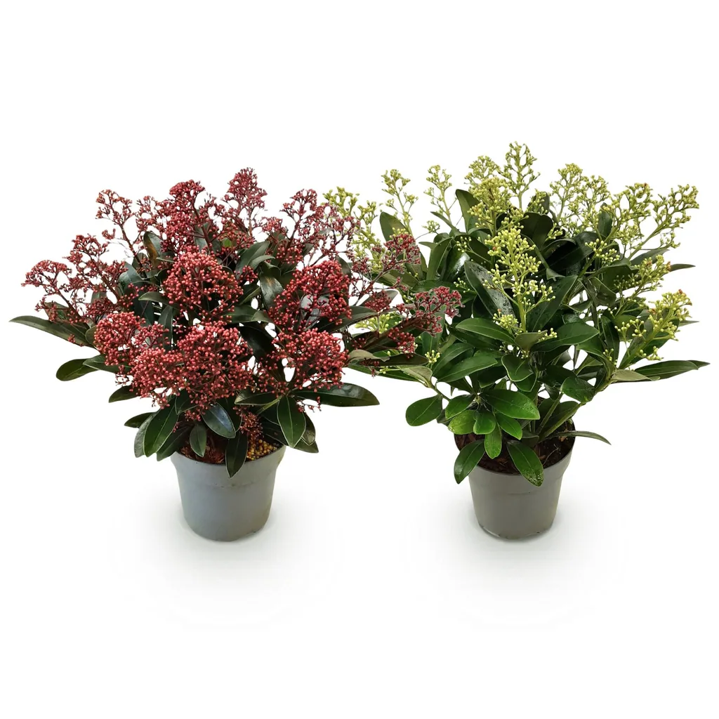 Skimmie (Skimmia japonica) – winterharter Strauch, Höhe ca. 15 cm