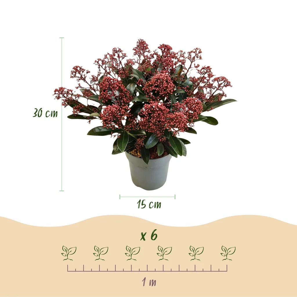 Skimmie (Skimmia japonica) – winterharter Strauch, Höhe ca. 15 cm