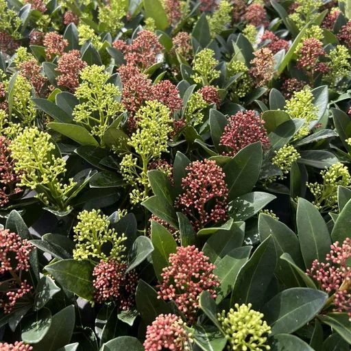 Skimmie (Skimmia japonica) – winterharter Strauch, Höhe ca. 15 cm