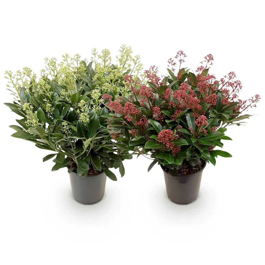 Japanische Skimmie (Skimmia japonica) – winterharter immergrüner Kleinstrauch, Höhe ca. 19 cm
