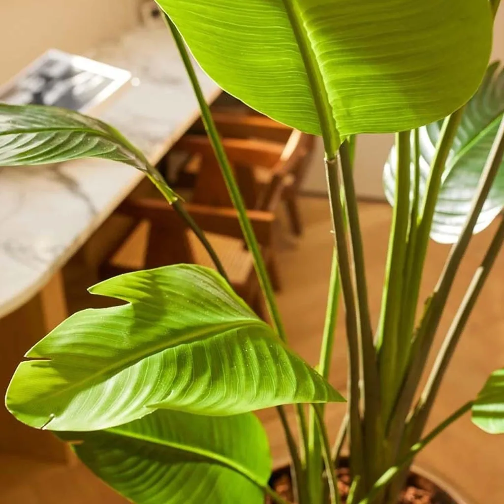 Strelitzia nicolai - 180 cm - Im schwarzen Topf - Kunstpflanze - KÜNSTLICH