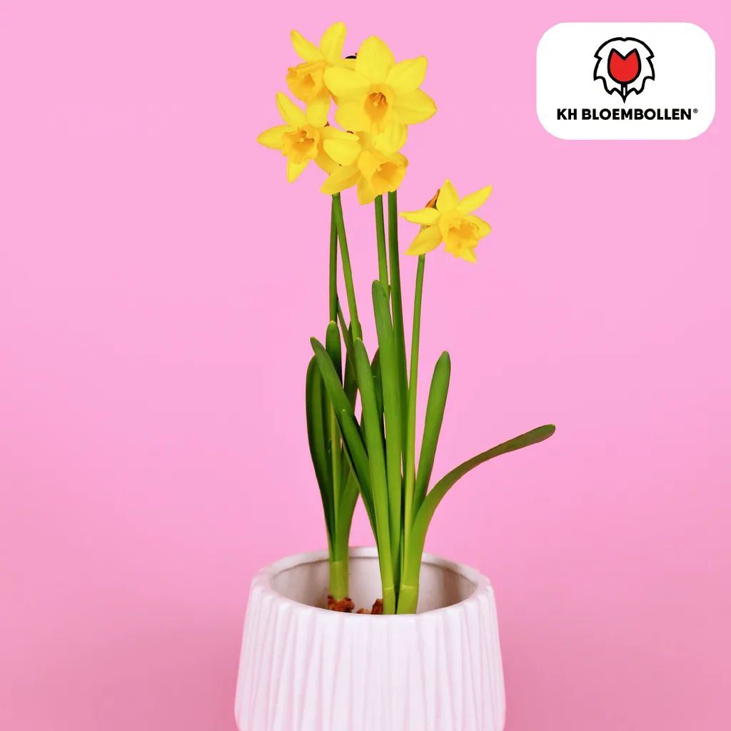 Miniaturnarzisse Tête-à-Tête 'Tête à Tête' (Narcissus 'Tête-à-Tête') – Blumenzwiebeln, 25 Zwiebeln