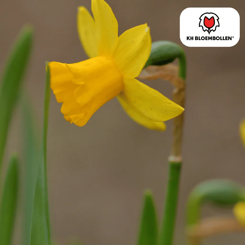 Miniaturnarzisse Tête-à-Tête 'Tête à Tête' (Narcissus 'Tête-à-Tête') – Blumenzwiebeln, 25 Zwiebeln