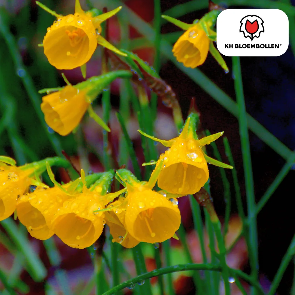 Goldglöckchen-Narzisse 'Golden Bells' (Narcissus bulbocodium 'Golden Bells') – Blumenzwiebeln, 25 Zwiebeln