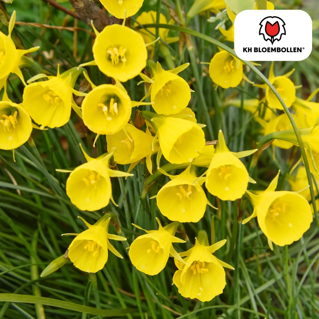 Goldglöckchen-Narzisse 'Golden Bells' (Narcissus bulbocodium 'Golden Bells') – Blumenzwiebeln, 25 Zwiebeln