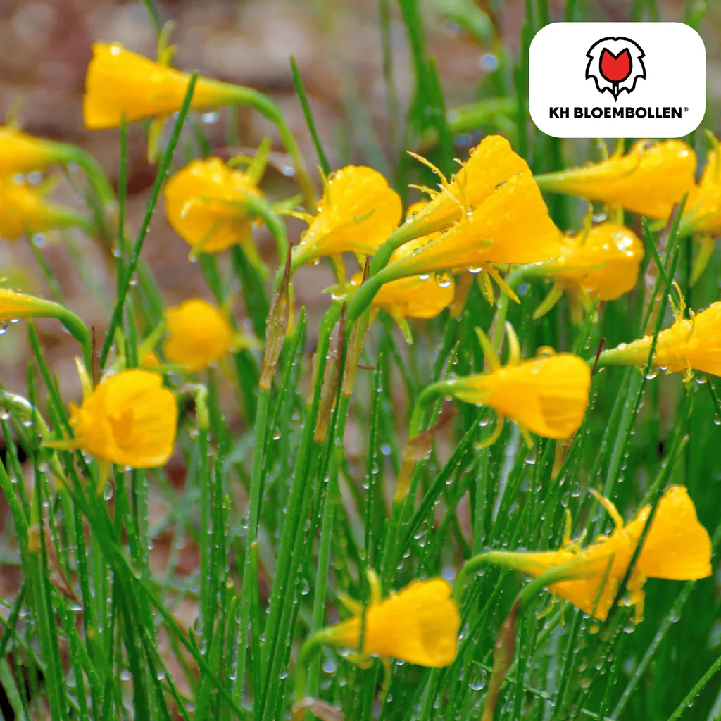 Goldglöckchen-Narzisse 'Golden Bells' (Narcissus bulbocodium 'Golden Bells') – Blumenzwiebeln, 25 Zwiebeln
