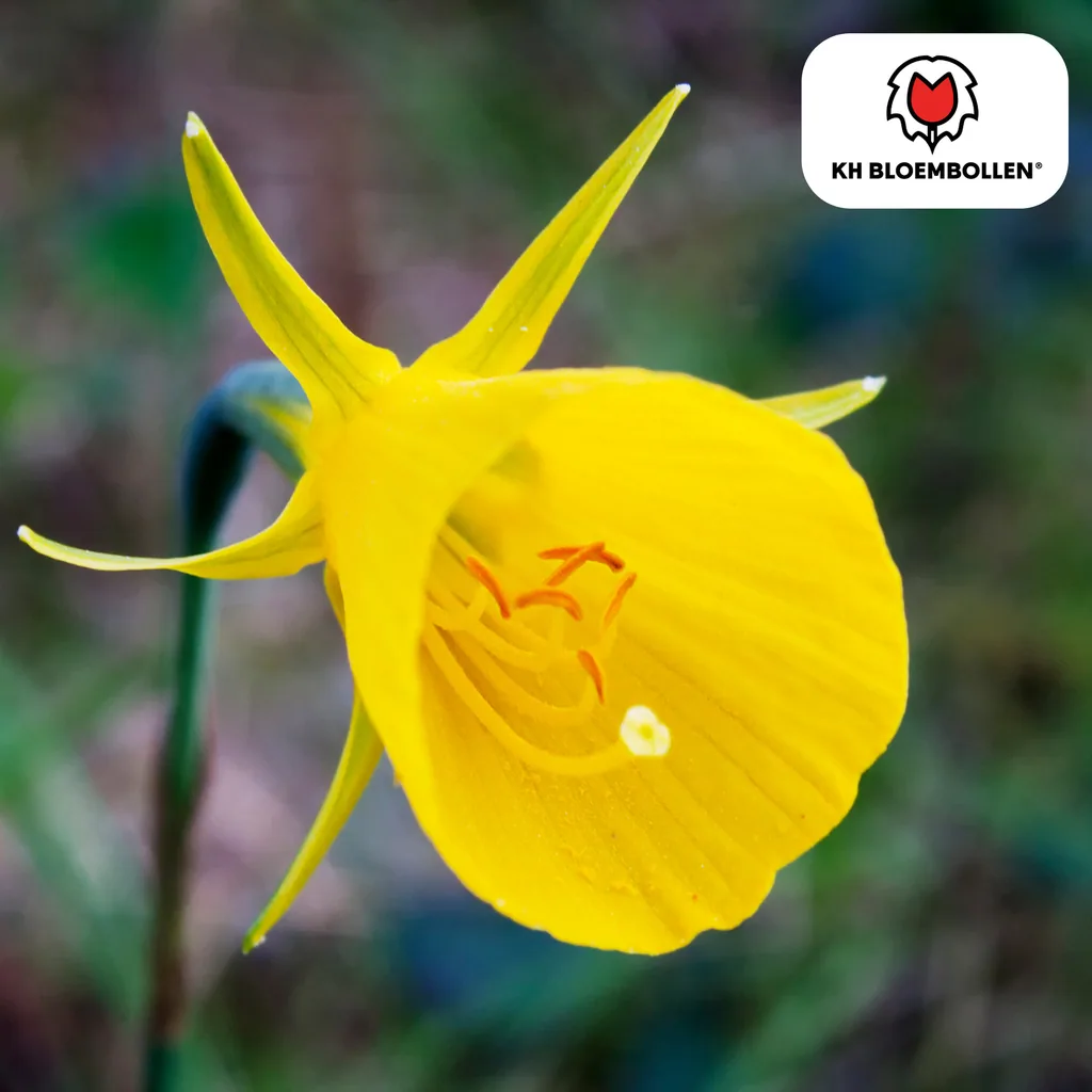 Goldglöckchen-Narzisse 'Golden Bells' (Narcissus bulbocodium 'Golden Bells') – Blumenzwiebeln, 25 Zwiebeln