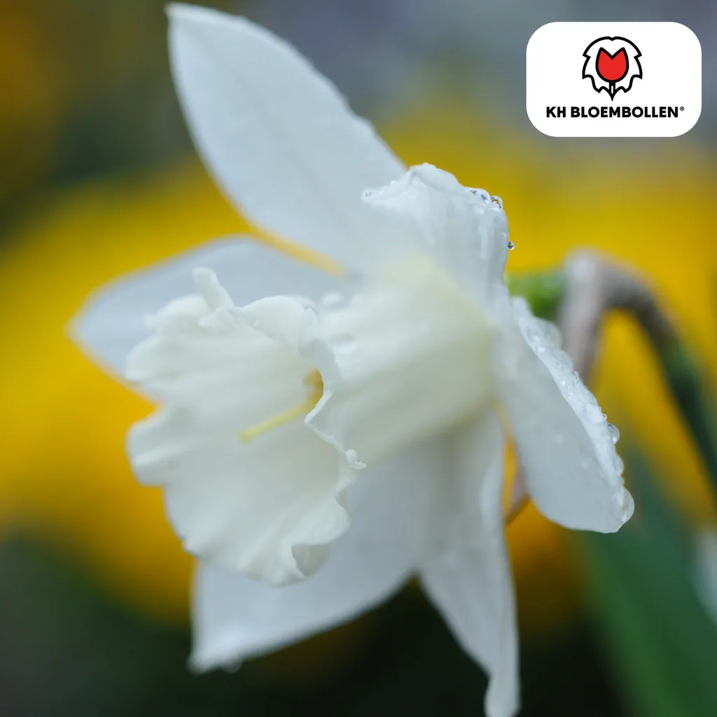 Narzisse 'Snow Baby' (Narcissus) – Blumenzwiebeln, 20 Zwiebeln