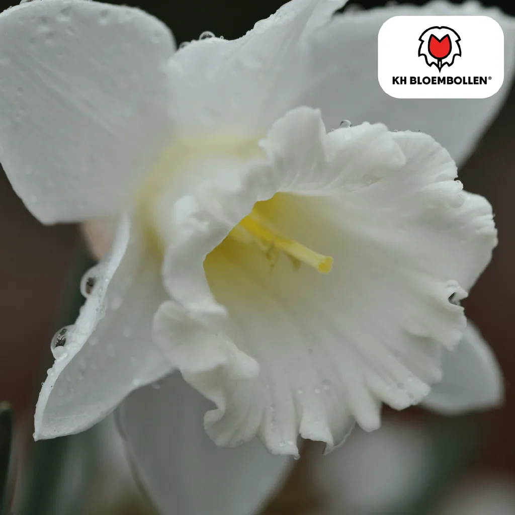Narzisse 'Snow Baby' (Narcissus) – Blumenzwiebeln, 20 Zwiebeln